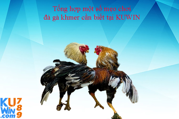 Tổng hợp một số mẹo chơi đá gà khmer cần biết tại KUWIN